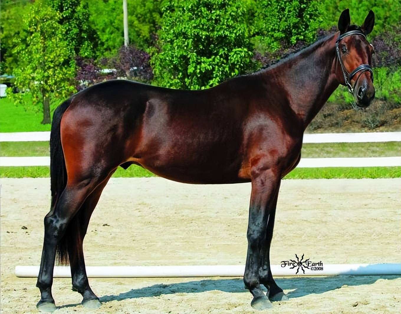 原创说马之克利夫兰湾马clevelandbay