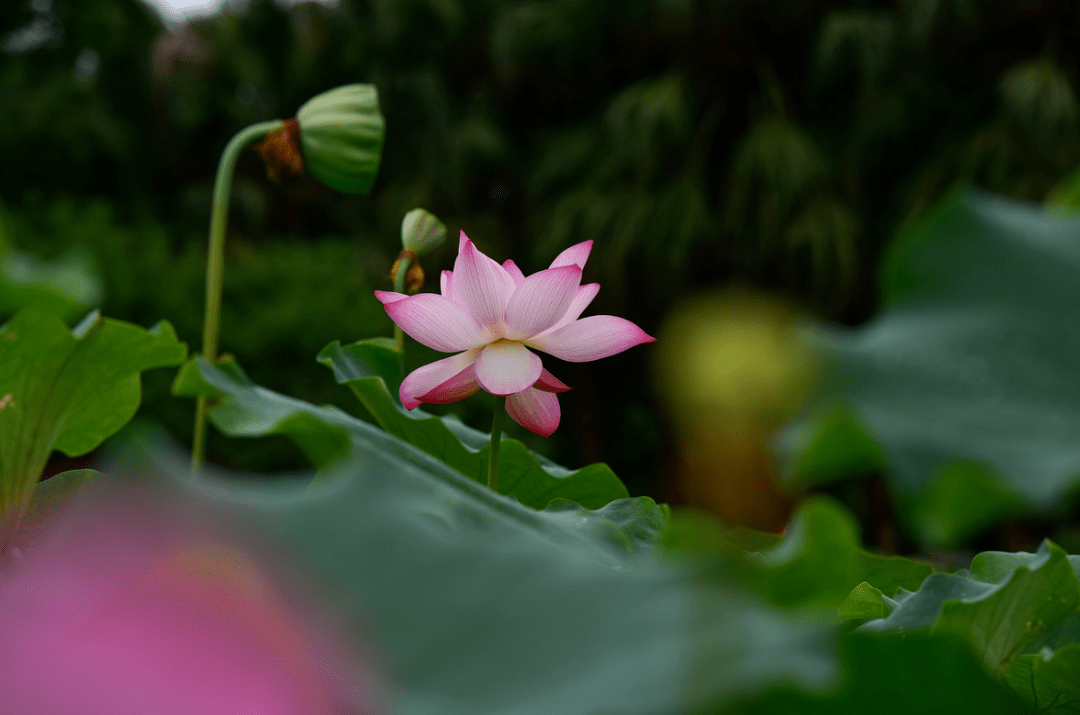荷,以消夏_荷花_芙蓉_玉环