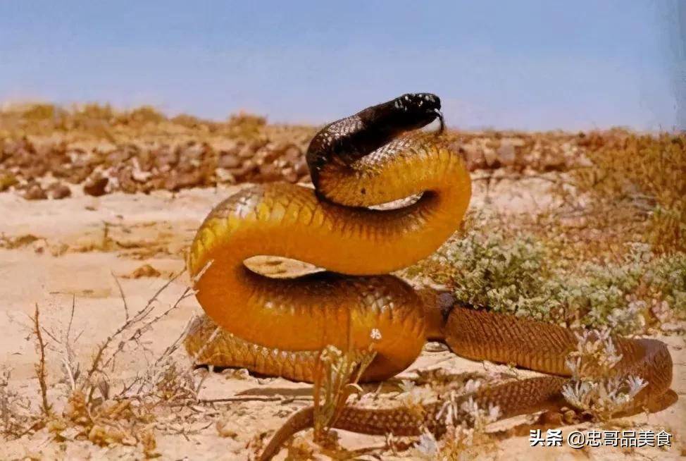 大洋洲的毒蛇有哪些?_腹黑_头部_毒液