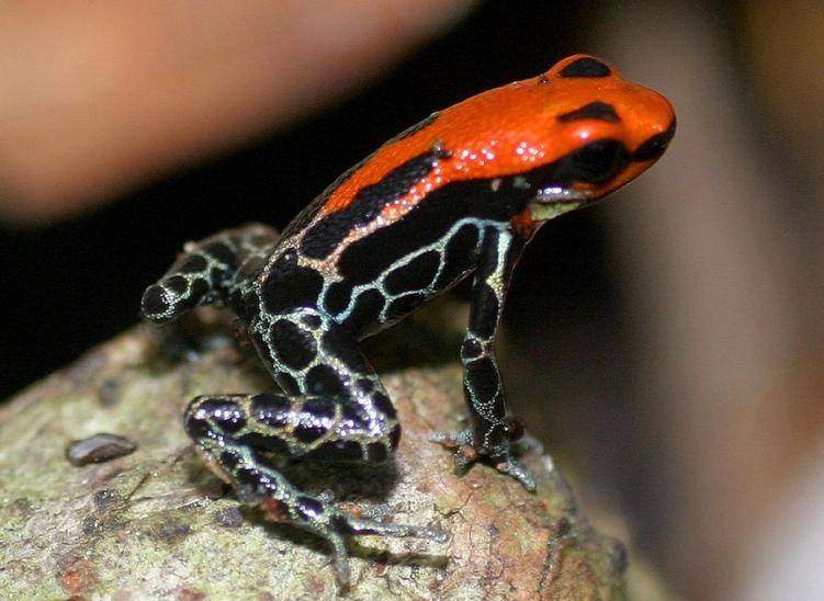 美丽却致命,盘点世界上8种毒性最强的箭毒蛙_毒素_物种_学名