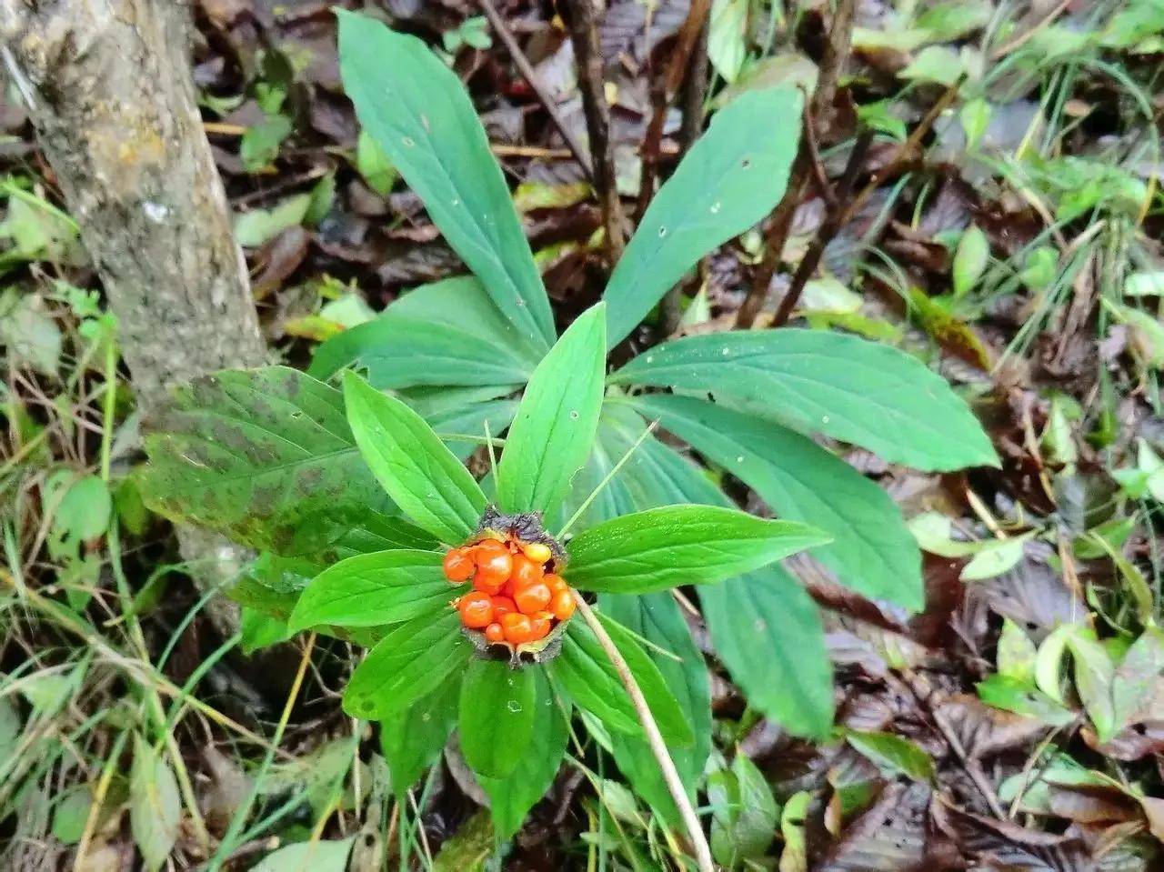原创夏天蛇出没怎么办4种蛇怕草送给你见了蛇就躲