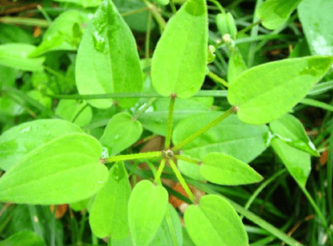 农村野草人称"千金子",全株有毒,农民见了就砍,却不知是名贵中药_种子