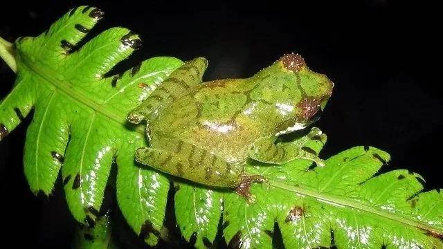 黑眼睑小树蛙(chapa bubble-nest frog)_森林_物种_status
