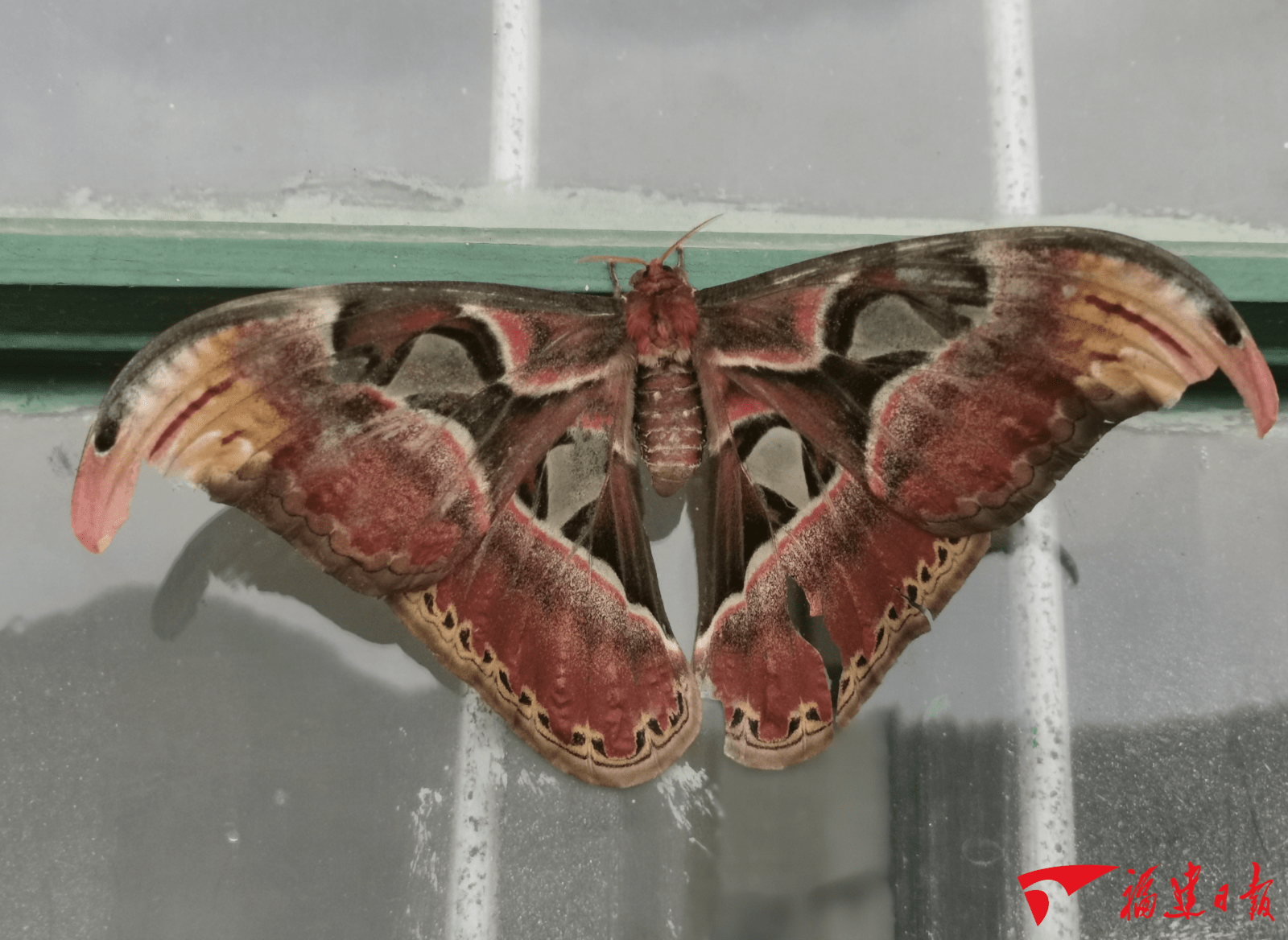 建阳区书坊乡水北村出现世界最大蛾类乌桕大蚕蛾