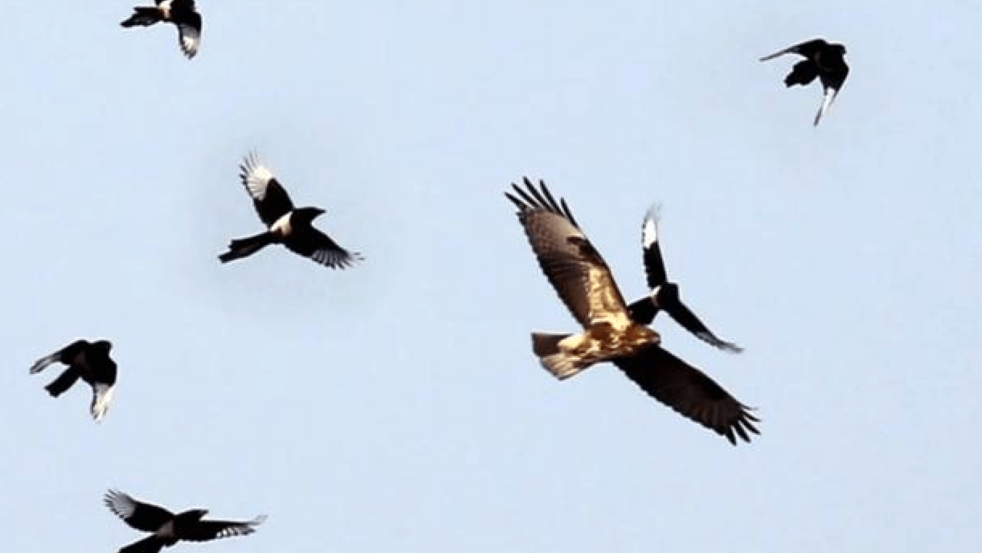 中牟县救护了一只猛禽“鵟” 它是我们常说的老鹰的一种-大河新闻