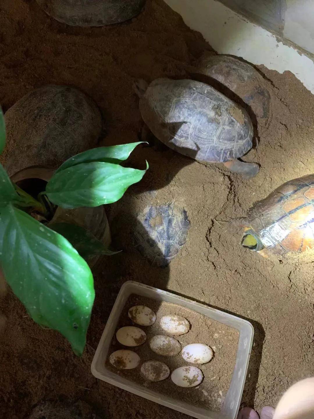 金龟子的产卵方式图片