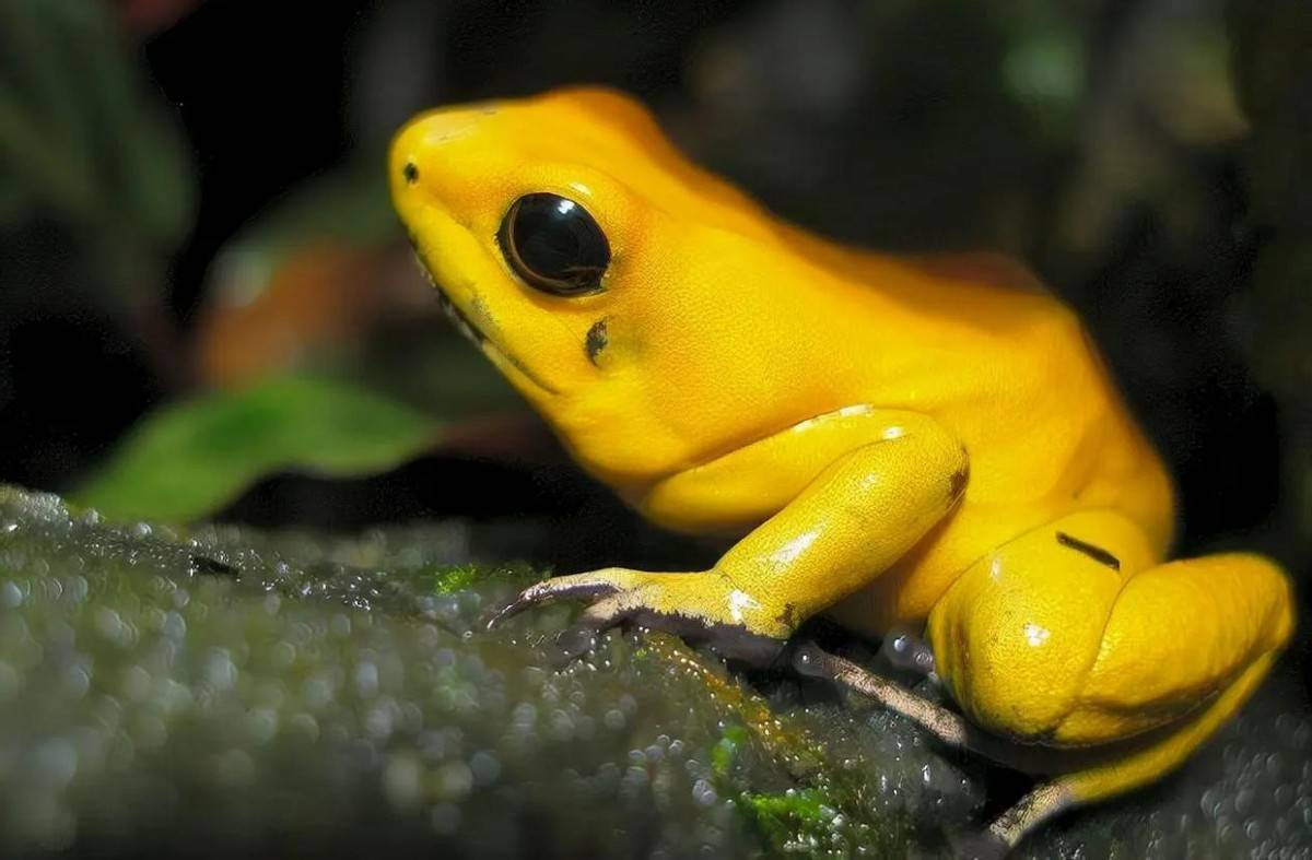 美丽却致命,盘点世界上8种毒性最强的箭毒蛙_毒素_物种_学名