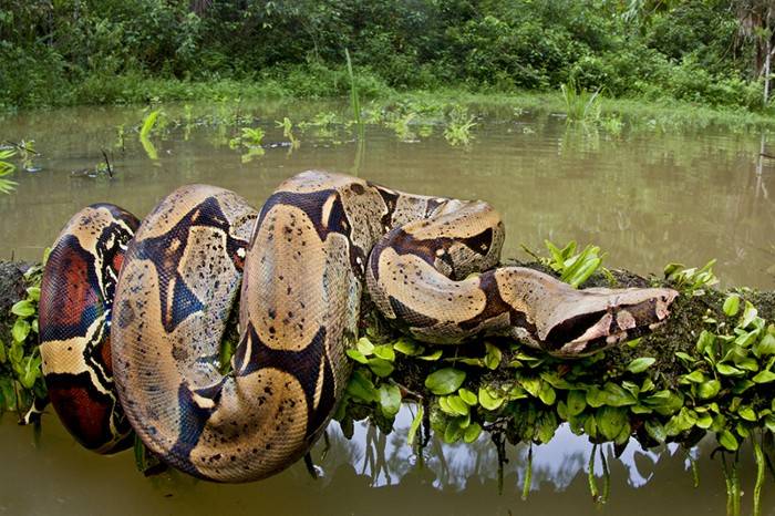 热带雨林最大的蛇图片
