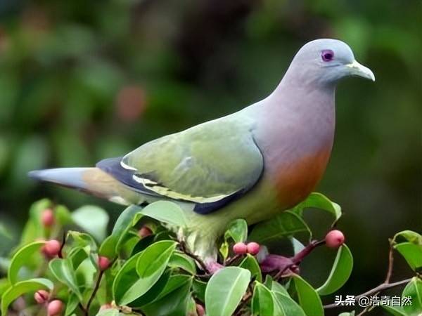 原创认识粉颈绿鸽世界上最美丽的鸽子