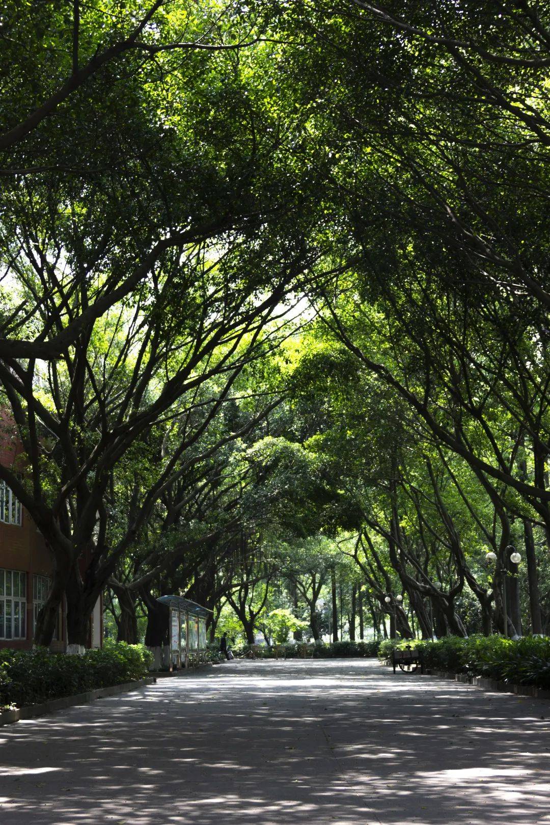 绿植10000绿化覆盖率70这所学校将森林湖泊搬进校园