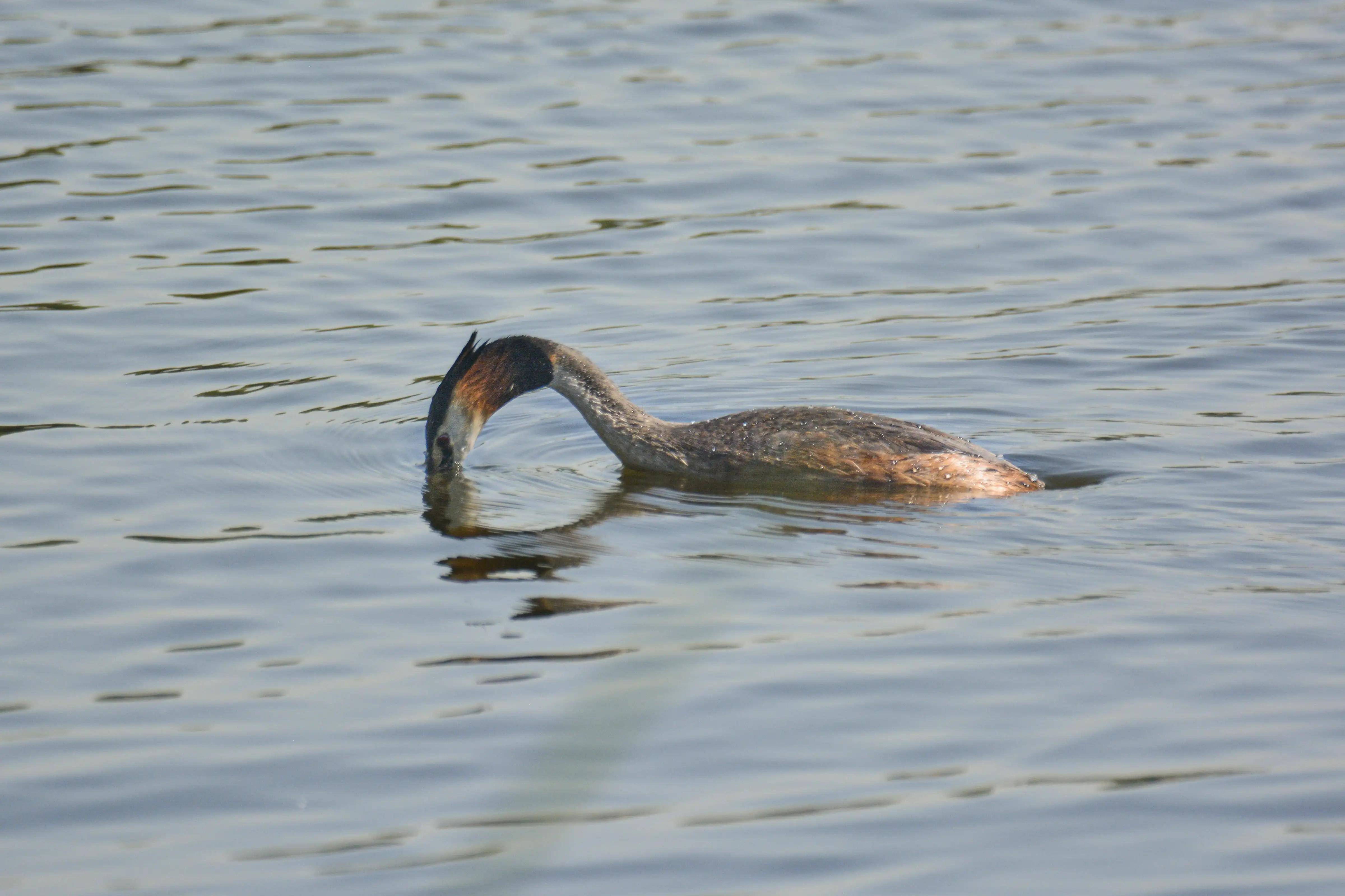 打开,伺机行动脖子上的翎羽打开非常漂亮凤头鹓鷉,俗称张八狗或水老鸹