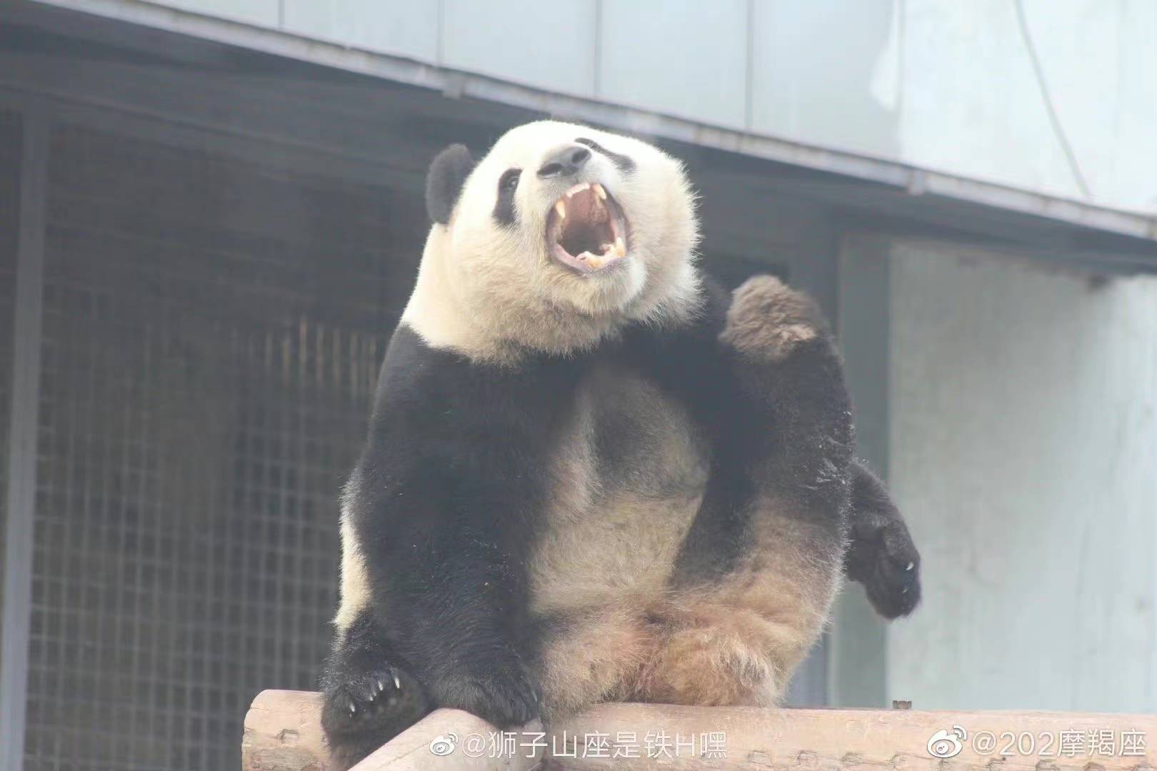 盘国宝大法好之越狱大熊猫萌兰