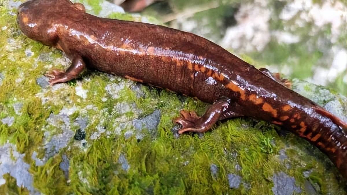 广东发现的这个新物种你认识吗