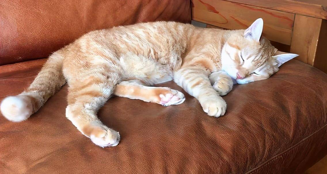 猫咪的9种睡姿解析,不同的睡姿,代表了不同的心理_警惕性_环境_信任