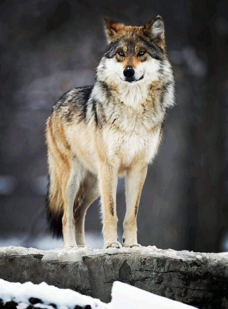 原创年轻猎人救助落单狼崽2年后将其放生危难时刻狼群舍命报恩