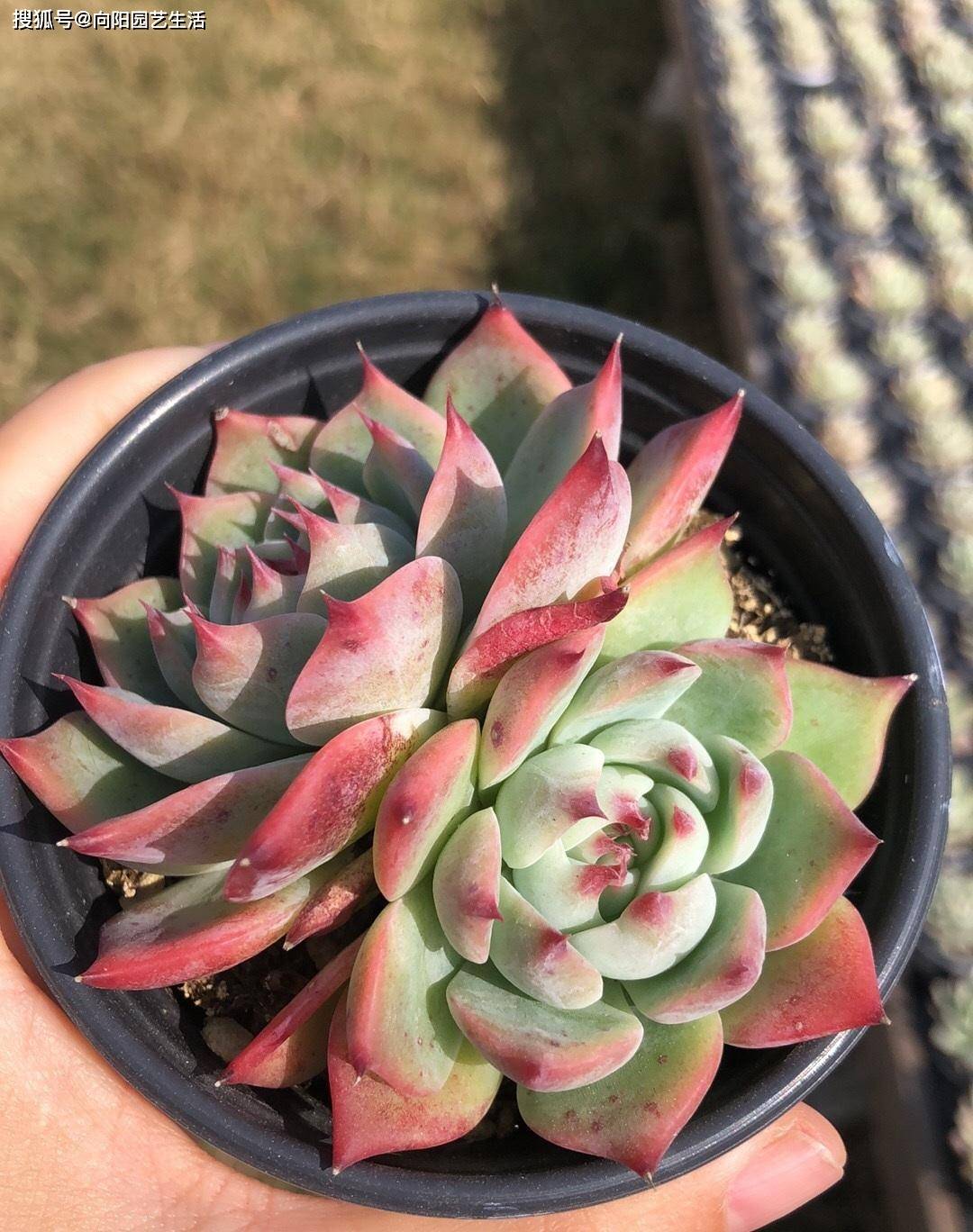 吉娃娃5块钱 吉娃娃锦0块 为啥差别这么大 会有人买吗 品种 价格 变异