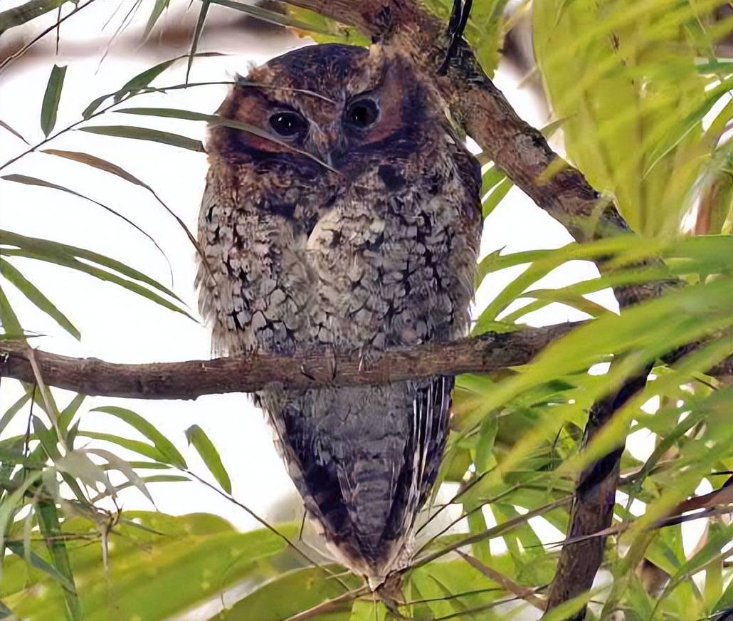 这种猫头鹰在当地相当常见,但没有得到很好的研究.