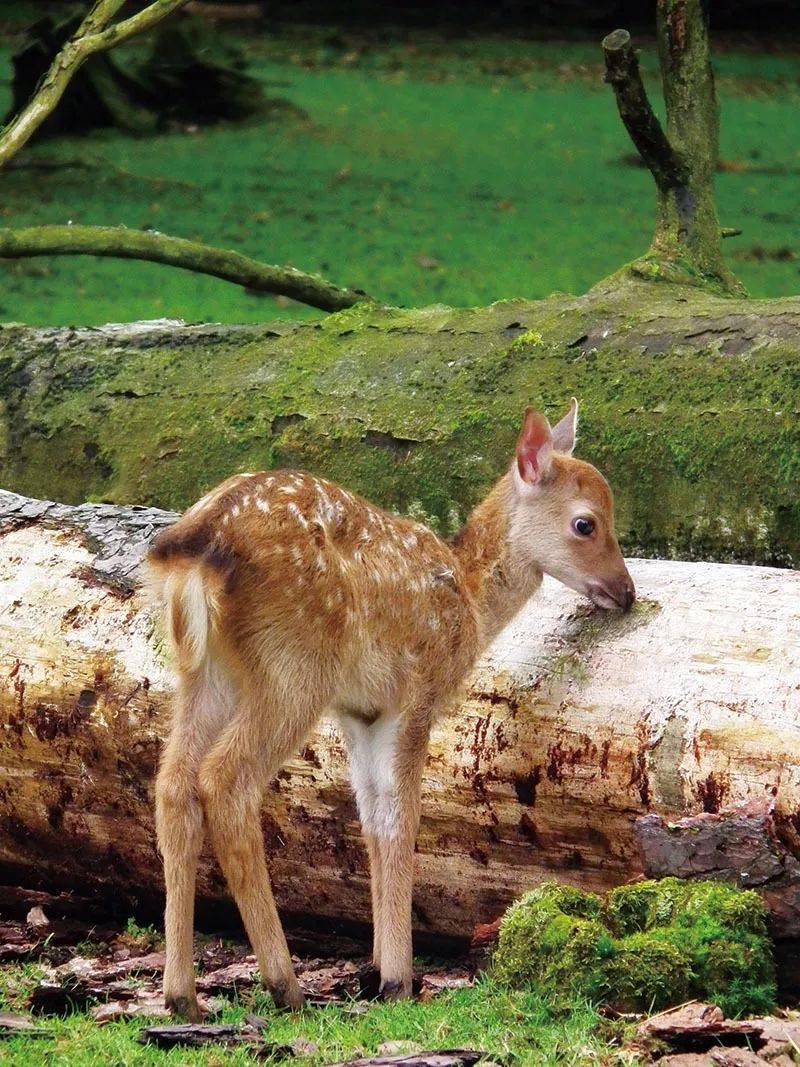 世界上最温顺的动物之一,为爱决斗却很凶残_梅花鹿_雄鹿_鹿角