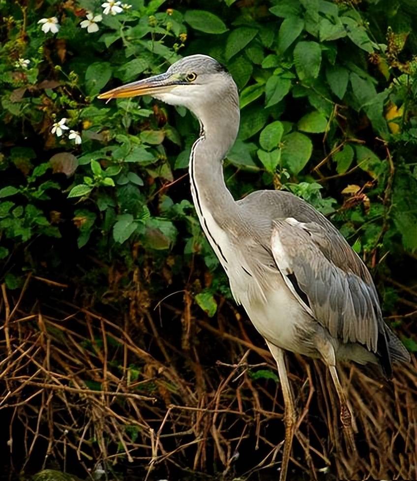 原创这种大型的鸟长得很像白鹭但颜色却很不同你见过吗