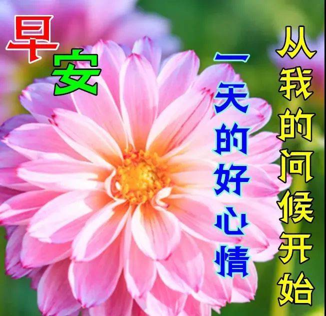 原創8張最新免打字漂亮好看的早上好動態美圖鮮花帶字