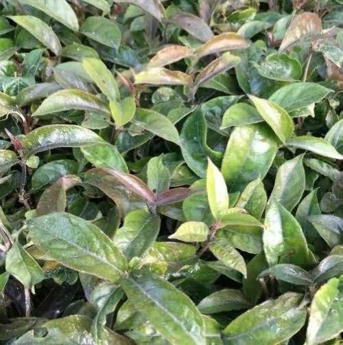 巴戟天藤叶巴戟天中药名,别名:鸡肠风,鸡眼藤,兔仔肠,小巴戟,三角藤