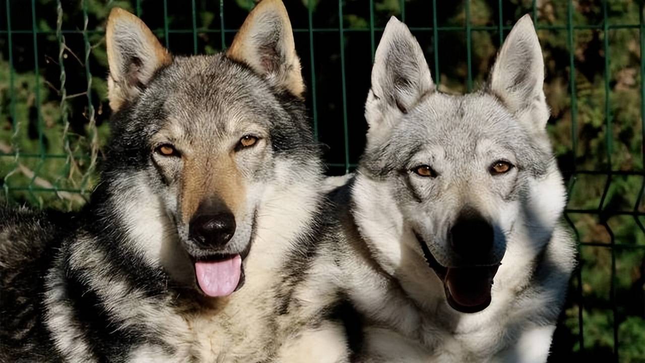 作为狼狗,"捷克狼犬"vs"昆明犬",谁更厉害?_训练_主人_狗狗