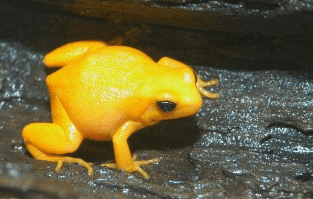 毒镖蛙毒镖蛙双叫箭毒蛙,身体呈蓝宝石色,是原产自中南美洲,基本上都