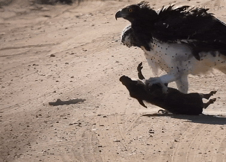 传说12只金雕曾与狼群大战,7头狼沦为"晚餐"_攻击_战斗力_猎物