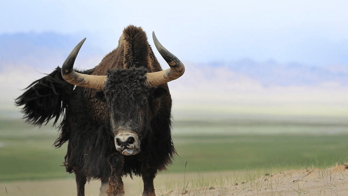 青海野牦牛对牧民疯狂报复,连其尸体都不放过_格桑_草场_叫声