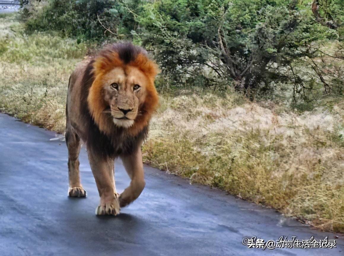 南时尚黑鬃雄狮:孤单的流浪四方,光杆司令一样,期待明天_马具路_儿子