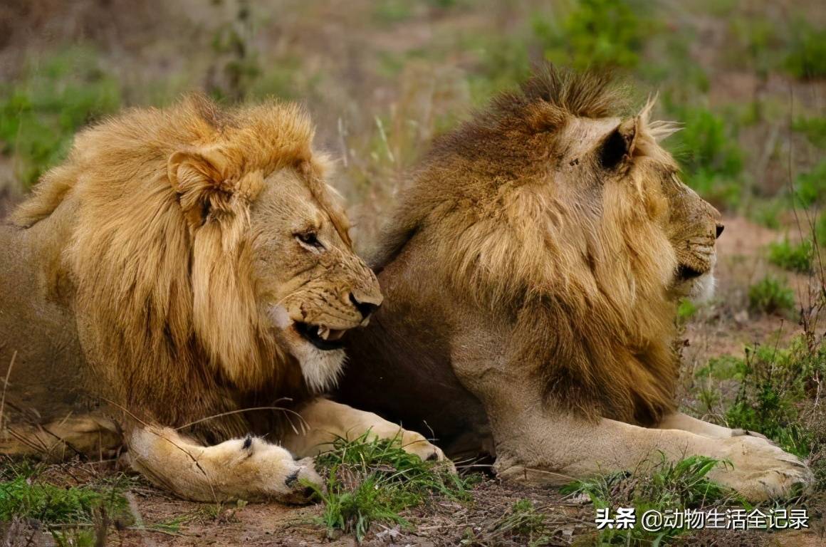 原创北牛油果雄狮联盟耗走伯明翰雄狮联盟夺取狮群成为萨北之王