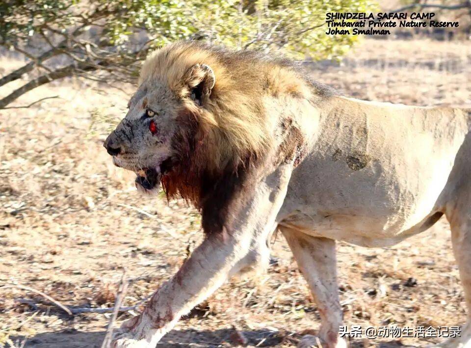 三部曲雄狮受伤由于罗斯雄狮联盟对这次战斗的准备不足,所以暂时退却