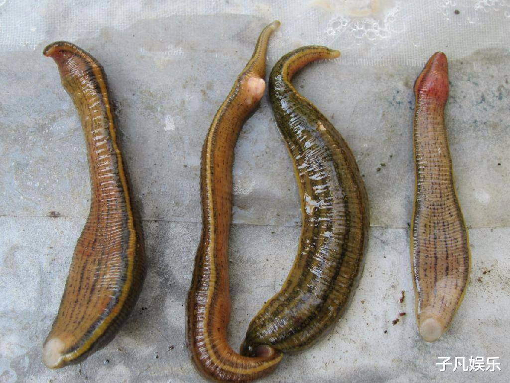 《云南虫谷》:雮尘珠,痋术,水彘蜂是否真实存在,答案是肯定的_浅水