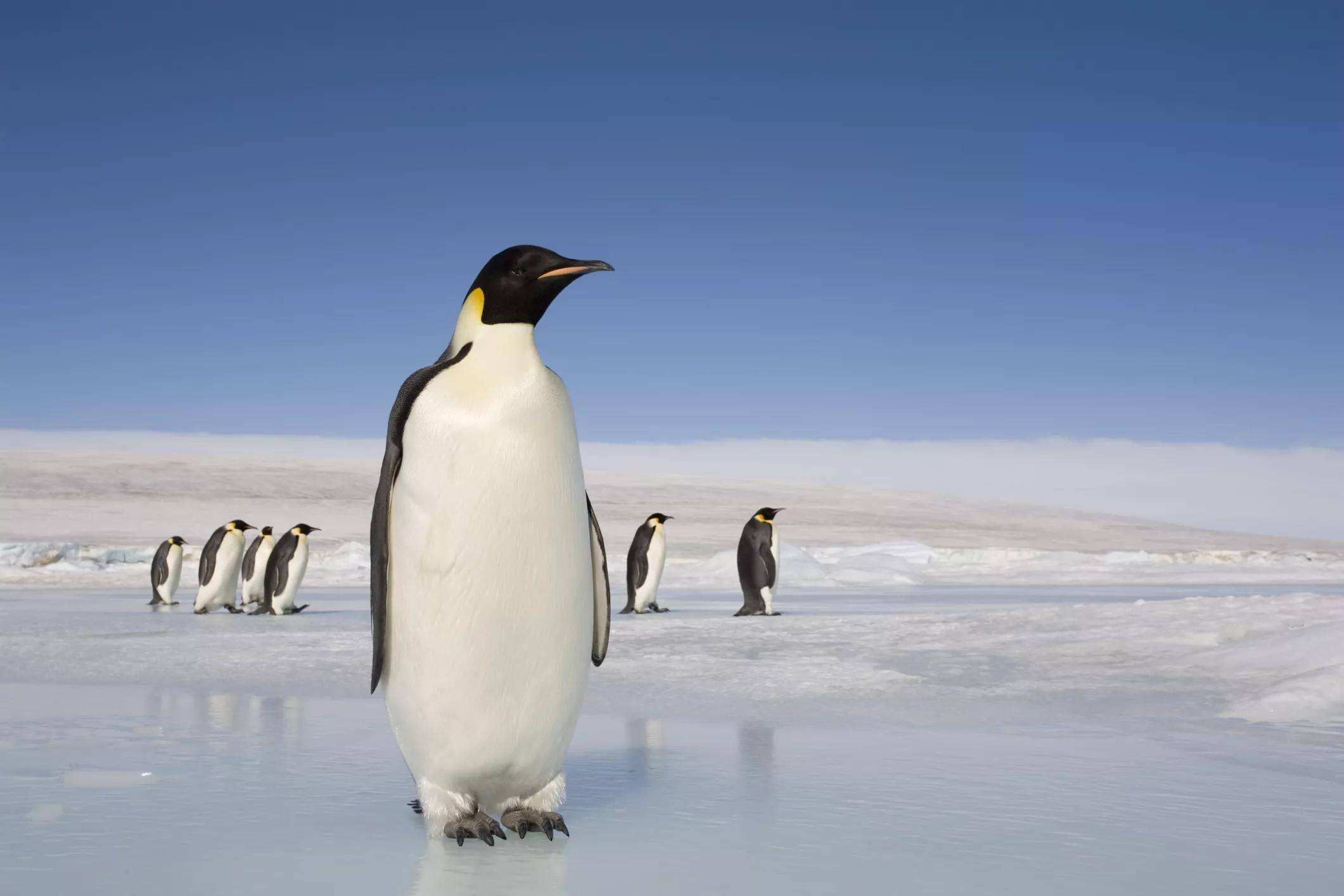 南极洲的代表动物图片