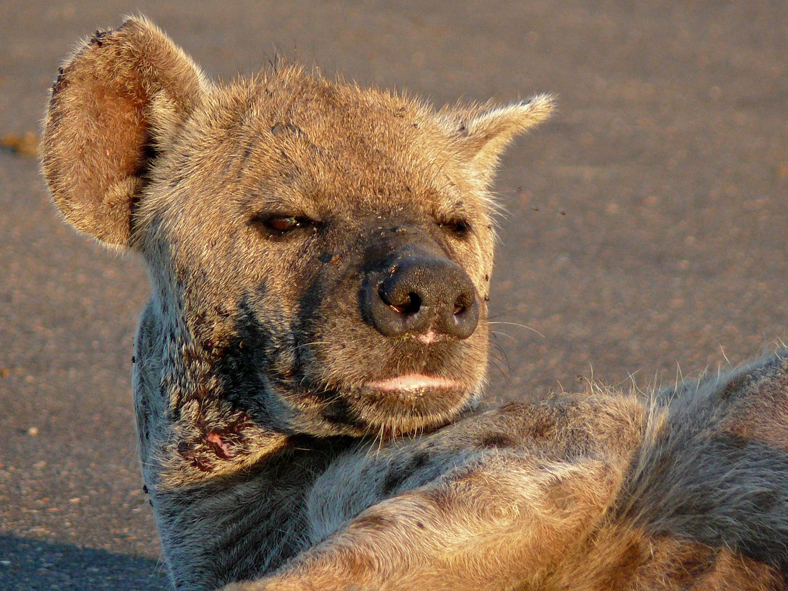 斑鬣狗很可爱图片