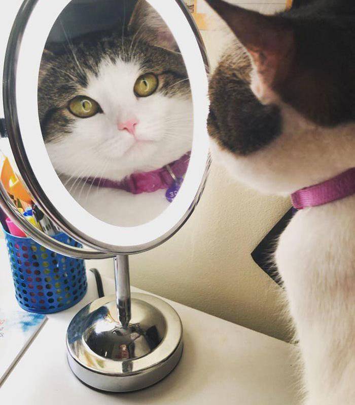 原创自我陶醉or自我惊吓29个动物照镜子的迷惑瞬间