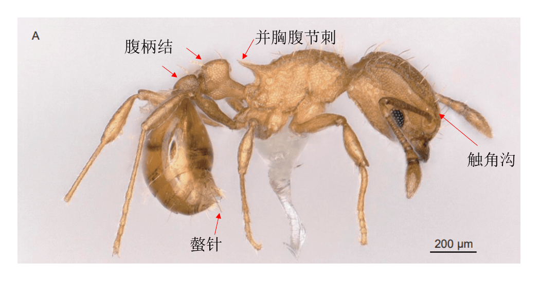 又有蚂蚁入侵中国