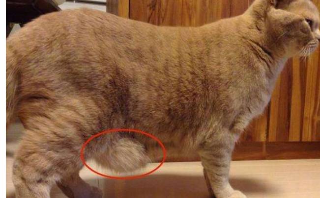 猫咪的小肚腩是胖出来的？可别再抱有偏见了，小肚腩还有3种好处