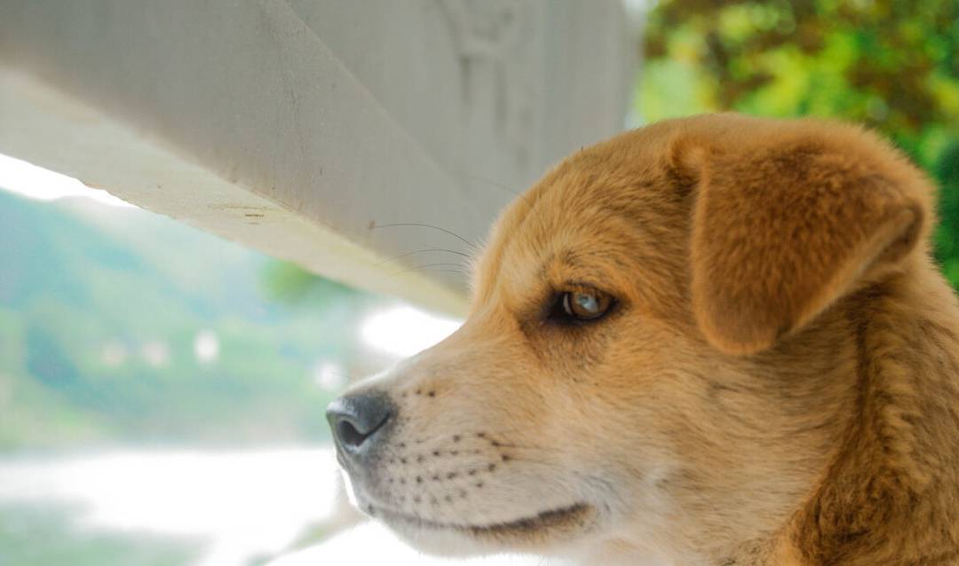 中华田园犬的品种介绍和喂养方法 狗狗 苏浙犬 是一种