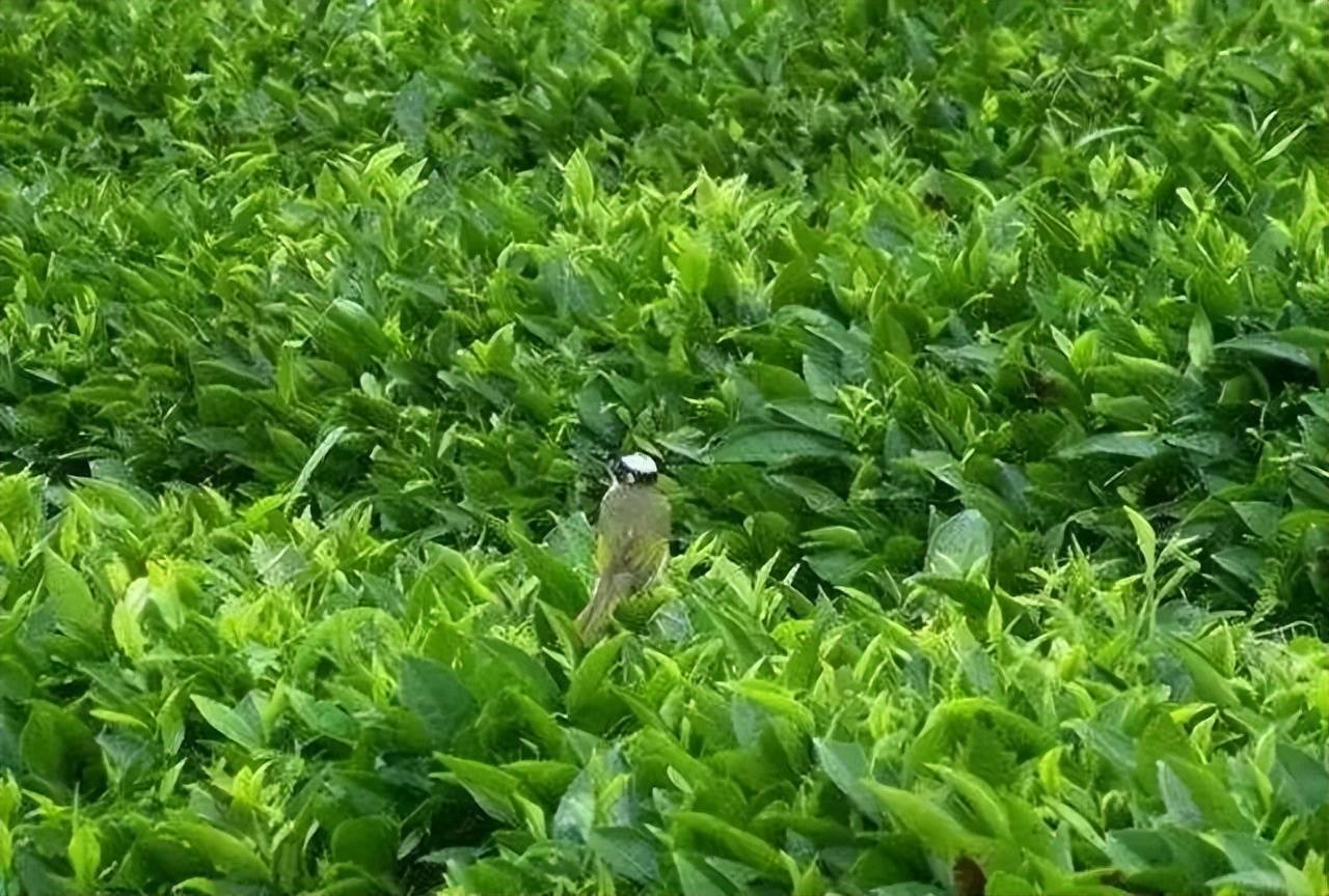 历史马图绿茶历史悠久,早在道光十一年(1831年)就开