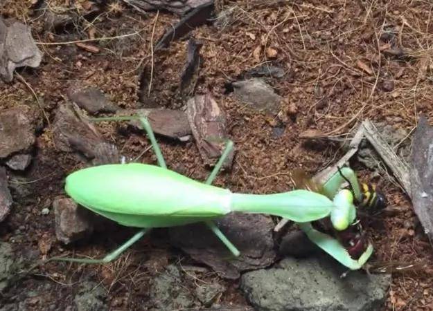 不要太高估螳螂的实力,但你更不可低估它的实力!_直翅目_成功_原因
