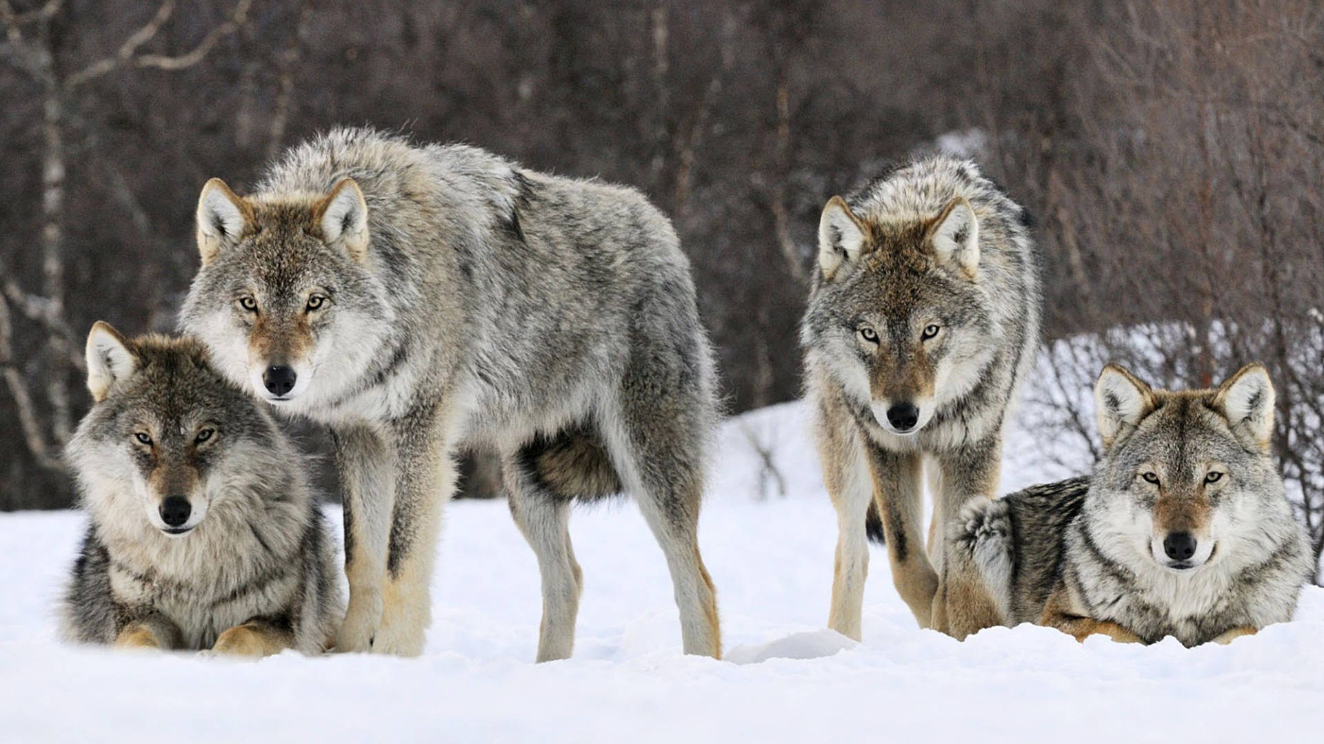 第16名,狼,它的声音为90分贝,当狼群同时嚎叫时,它们共同的音量可以