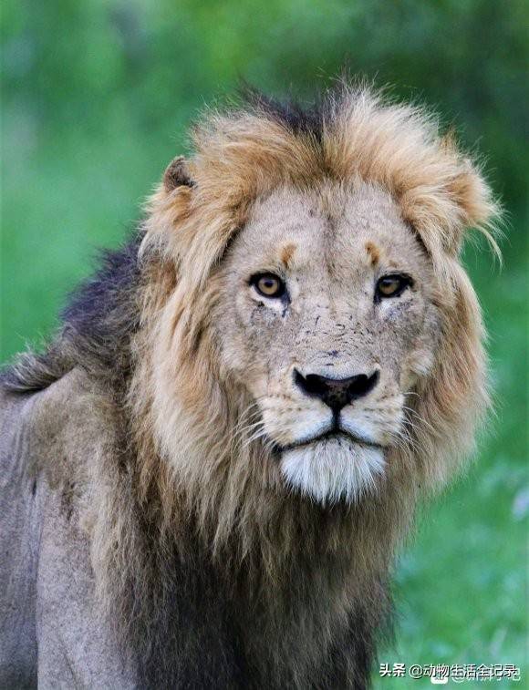 原创汉密尔顿雄狮打败熊男雄狮后称王肚子被牛角顶穿奇迹般恢复