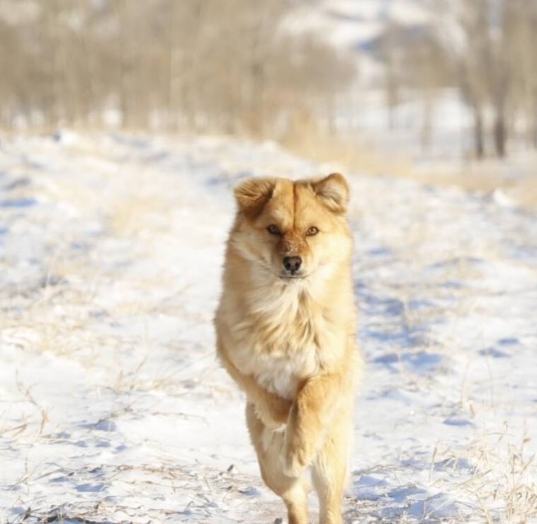 中华田园犬的品种介绍和喂养方法 狗狗 苏浙犬 是一种