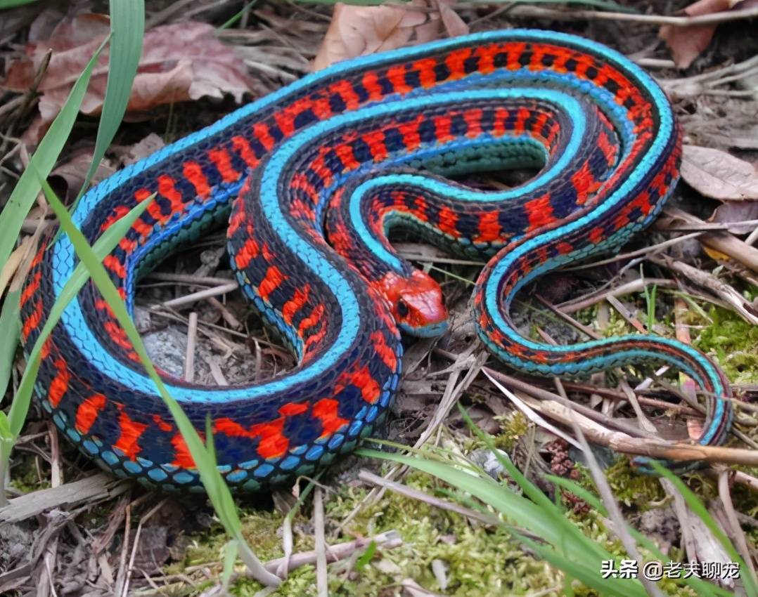 蛇中贵族的温柔乡,无毒却能陷入"去世的爱河"-边袜带蛇_有毒_生活