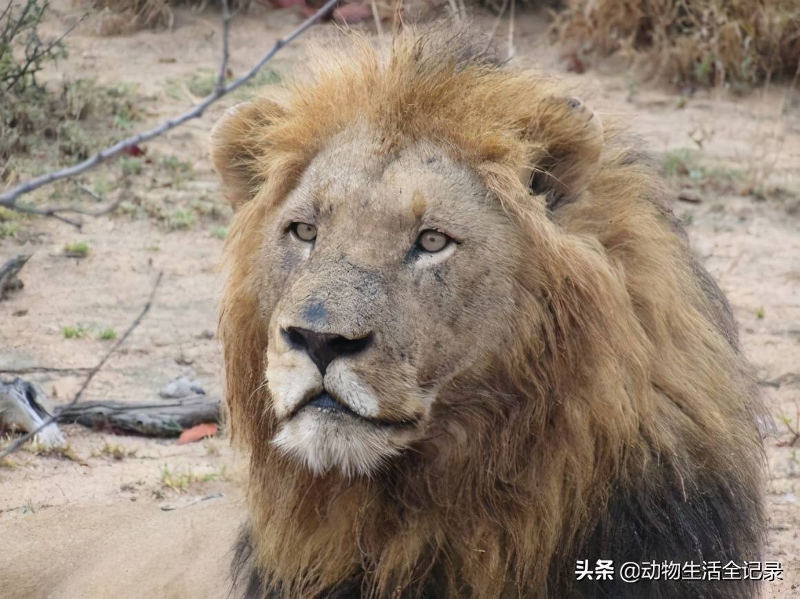 熊男雄狮打败老伯明翰雄狮成功称王却败于北马雄狮联盟