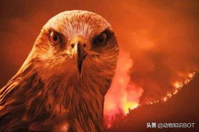 原创世界上最常见的猛禽黑鸢居然是个会放火的坏鸟