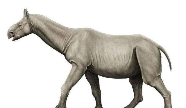 重达20吨的史前巨犀vs霸王龙,会轻松获胜吗?_远古_体型_成年