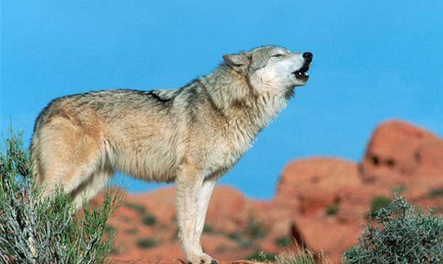 唱歌,猛烈击掌,如果有条件,还可以用力敲击金属,播放音乐,放鞭炮等,狼