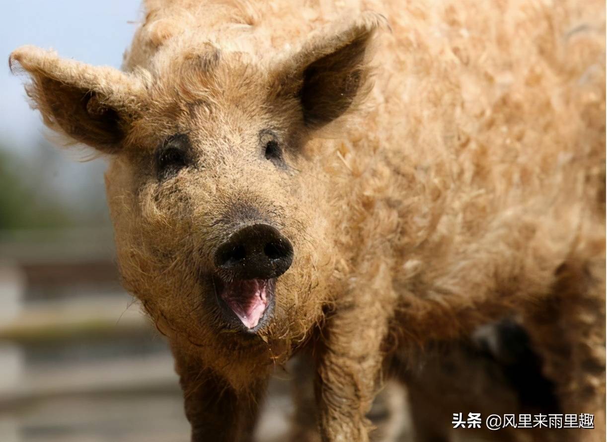 现实生活中的四不像是羊和猪的结合体被称为绵羊猪